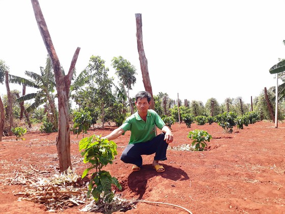 Tây Nguyên vỡ trận cây công nghiệp. Bài 1: Vỡ quy hoạch trước nhiều năm ảnh 1