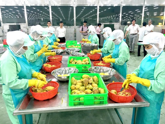 Thay đổi để xuất khẩu ổn định sang Trung Quốc ảnh 1
