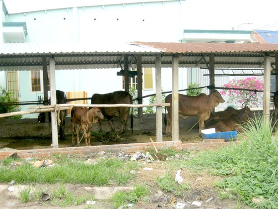 An Phú Hưng sau 2 năm xóa treo ảnh 3