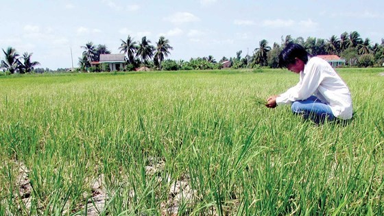 Miền Tây căng mình chống hạn, mặn ảnh 1