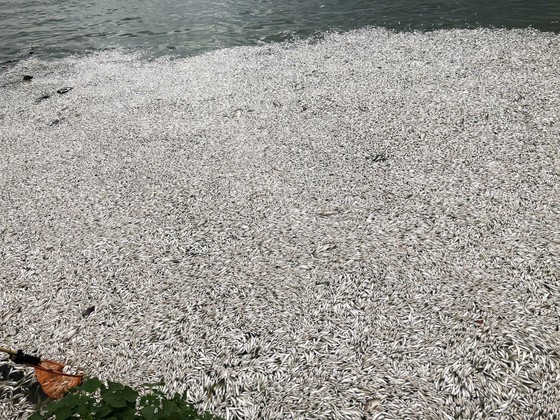 Cá chết trắng hồ Tây, khoảng 500 công nhân ứng trực ảnh 1