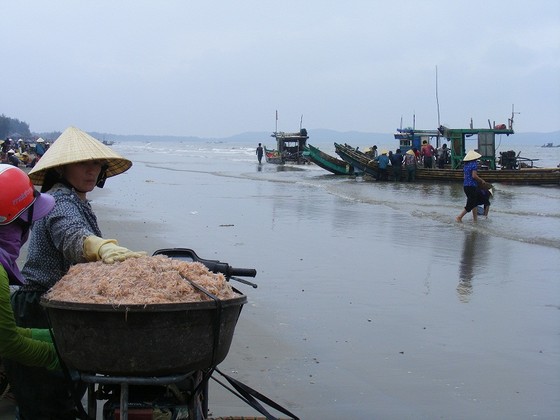 Mùa “tép nhảy” ảnh 9