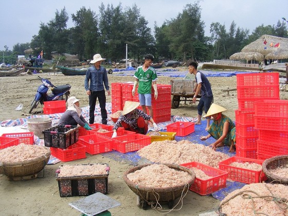 Mùa “tép nhảy” ảnh 11