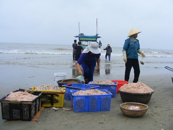 Mùa “tép nhảy” ảnh 5