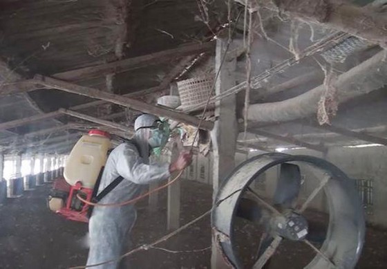 Xuất hiện dịch tả heo châu Phi tại Nghệ An ảnh 1