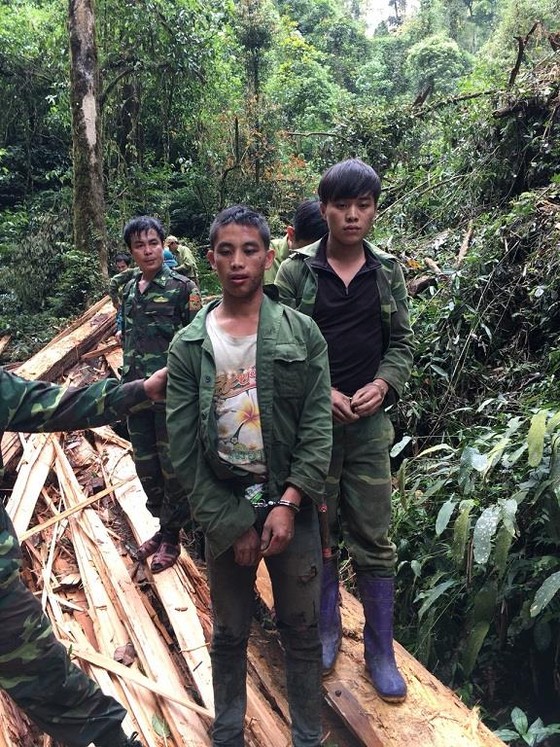 Bắt 2 đối tượng đốn hạ cây sa mu quí hiếm ảnh 1