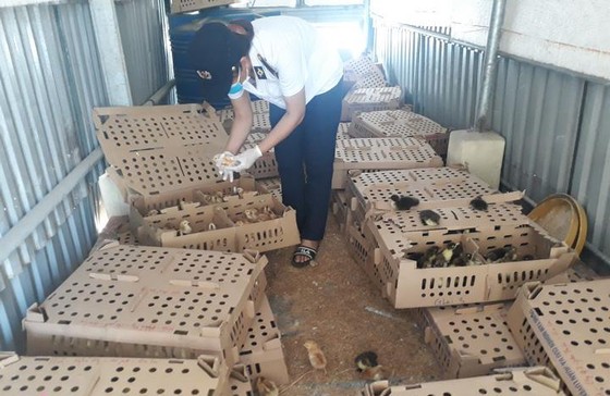 Phát hiện 2 xe khách chở 2.800 con gia cầm không giấy tờ kiểm dịch ảnh 1