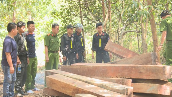 Phát hiện vụ khai thác trái phép gần 200m³ gỗ ảnh 5