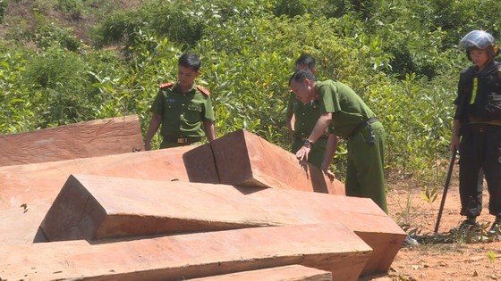 Phát hiện vụ khai thác trái phép gần 200m³ gỗ ảnh 9
