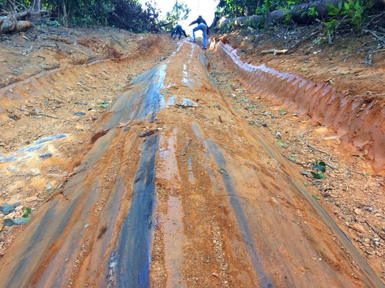 Đột nhập "công trường" khai thác gỗ lậu ảnh 3