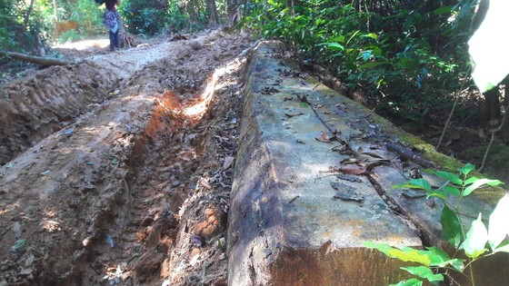 Đột nhập "công trường" khai thác gỗ lậu ảnh 6