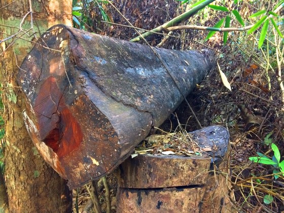 Đột nhập "công trường" khai thác gỗ lậu ảnh 11