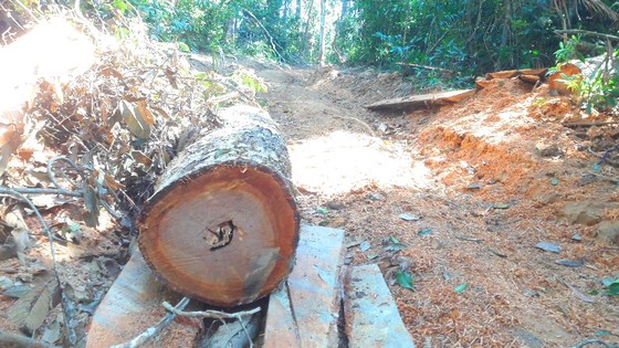Đột nhập "công trường" khai thác gỗ lậu ảnh 17