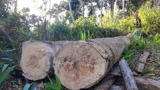Đột nhập "công trường" khai thác gỗ lậu ảnh 21