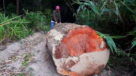 Đột nhập "công trường" khai thác gỗ lậu ảnh 24