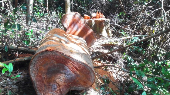 Đột nhập "công trường" khai thác gỗ lậu ảnh 22