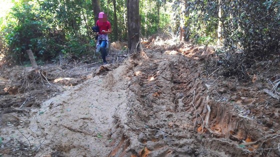 Vụ đột nhập "công trường" gỗ lậu: Truy tìm người và phương tiện khai thác 7,6m³ gỗ vô chủ ảnh 11