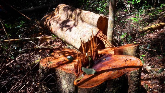 Vụ đột nhập "công trường" gỗ lậu: Truy tìm người và phương tiện khai thác 7,6m³ gỗ vô chủ ảnh 5
