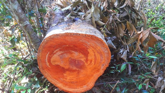Vụ đột nhập "công trường" gỗ lậu: Truy tìm người và phương tiện khai thác 7,6m³ gỗ vô chủ ảnh 8