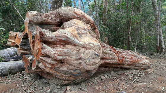 Vụ "Xâm nhập công trường gỗ lậu": Sẽ khởi tố vụ án ảnh 1