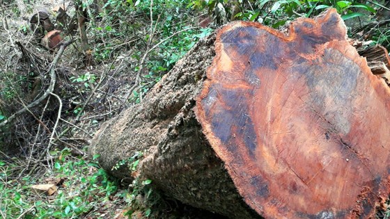 Vụ "Xâm nhập công trường gỗ lậu": Sẽ khởi tố vụ án ảnh 2