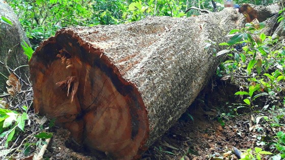 Vụ "Xâm nhập công trường gỗ lậu": Sẽ khởi tố vụ án ảnh 5