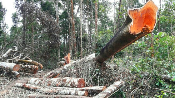 Vụ "Xâm nhập công trường gỗ lậu": Sẽ khởi tố vụ án ảnh 11