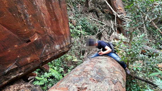 Vụ "Xâm nhập công trường gỗ lậu": Sẽ khởi tố vụ án ảnh 3