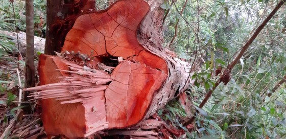Yêu cầu kiểm điểm trách nhiệm liên quan vụ gỗ “khủng lồ” bị đốn hạ ở Kon Tum ảnh 2
