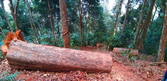 Yêu cầu kiểm điểm trách nhiệm liên quan vụ gỗ “khủng lồ” bị đốn hạ ở Kon Tum ảnh 1