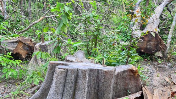 Chi cục Kiểm lâm vùng IV vào cuộc vụ rừng ở huyện biên giới bị đốn hạ ảnh 4