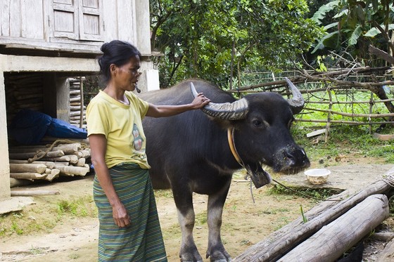 Cấp trâu, bò hỗ trợ giảm nghèo làm lây lan dịch bệnh ảnh 1