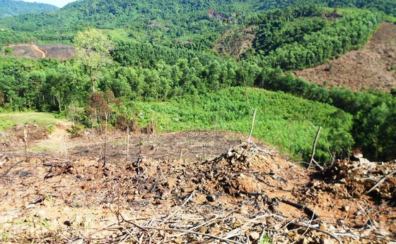 Rừng lại "biến mất" ở Bình Định: Trách nhiệm lớn nhất thuộc về chủ rừng ảnh 6