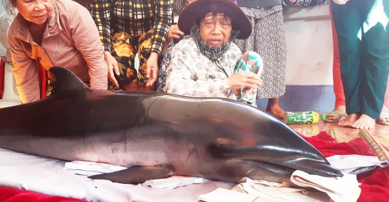 Cá ông lạc vào đầm Thị Nại, sa vào lưới vợ chồng đánh cá đêm ảnh 4