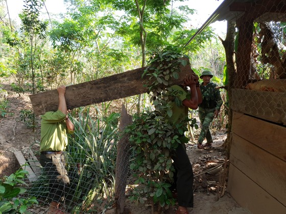 Phát hiện 3 hầm gỗ mun "khủng" ở biên giới Thượng Trạch ảnh 8