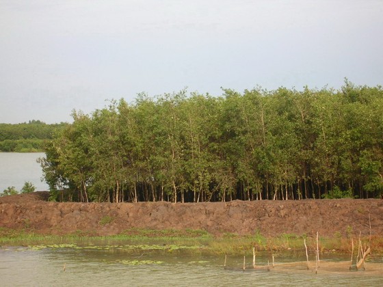 Mưa trên diện rộng tại ĐBSCL ảnh 1
