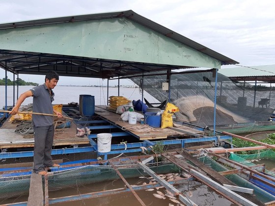 Cá nuôi trên sông Tiền chết hàng loạt, không có biểu hiện của dịch bệnh ảnh 1