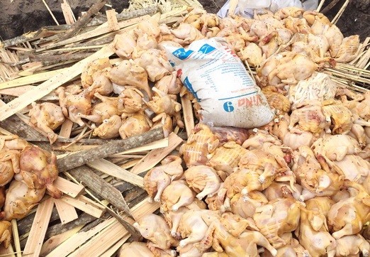 Chở gần 5 tạ thịt gà bốc mùi hôi thối đi bán bị phạt 10 triệu đồng ảnh 1