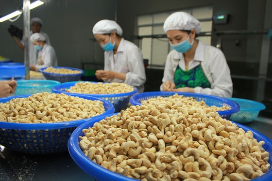 Năm 2019 ngành điều xuất khẩu đạt 3,6 tỷ USD ảnh 1