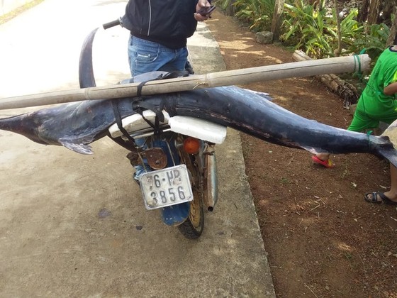 Đi chăn bò, vớt được cá cờ gòn dài hơn 1,5m trôi ven biển ảnh 1