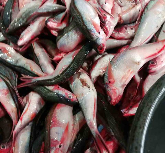 Quảng Ngãi: Làng làm chả cá đỏ củ từ Hoàng Sa ảnh 1