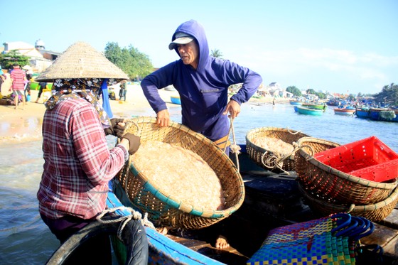 Ngư dân Quảng Ngãi trúng đậm mùa ruốc biển ảnh 5