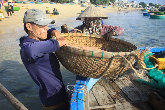 Ngư dân Quảng Ngãi trúng đậm mùa ruốc biển ảnh 1