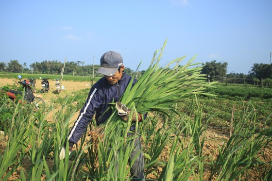 Hoa nở sớm, người dân Quảng Ngãi ngậm ngùi bán lỗ ảnh 2