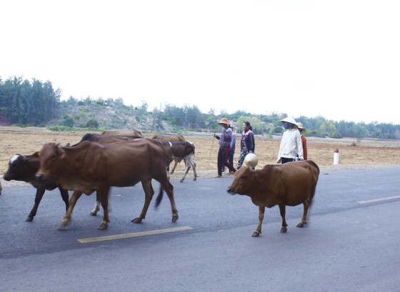 Hàng chục con bê, bò bị chết do bệnh lở mồm long móng ở Quảng Ngãi ảnh 1