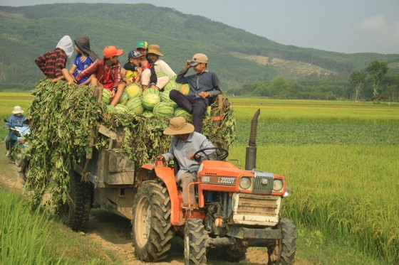 Dưa hấu chín rục, nông dân Quảng Ngãi đỏ mắt tìm người mua ảnh 5