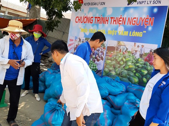 Dưa hấu ở Quảng Ngãi "giải cứu" đến bao giờ? ảnh 1