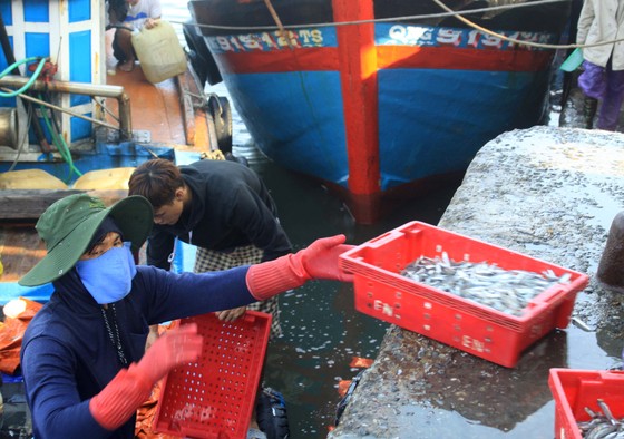 Ngư dân Quảng Ngãi trúng đậm cá cơm ảnh 5