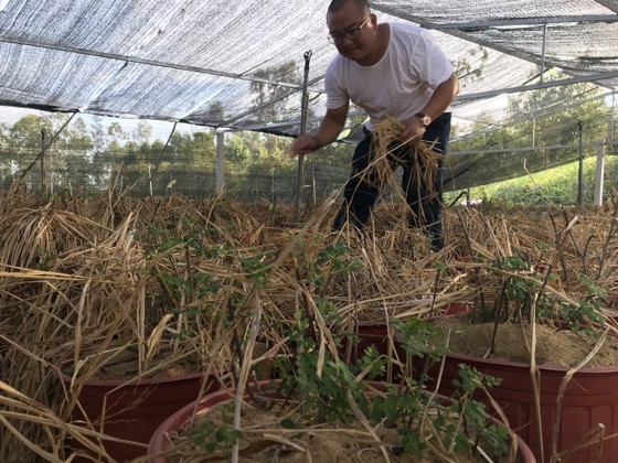 Trồng cây mọc hoang để lấy lá, thu tiền tỷ mỗi năm ảnh 1