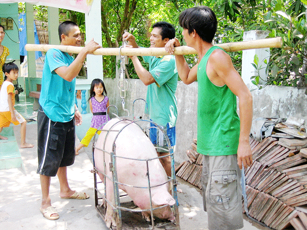 Tái cơ cấu ngành chăn nuôi ảnh 1
